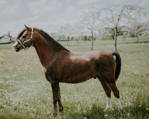 stallion Wildzang's Dakar (Welsh-Pony (Section B), 2013, from Beschenhof Darwin)