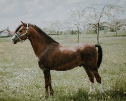 Pferd Wildzang's Dakar (Welsh Pony (Sek.B), 2013, von Beschenhof Darwin)