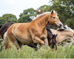 horse Vinja (Haflinger, 2014, from Stoanmandl-C)