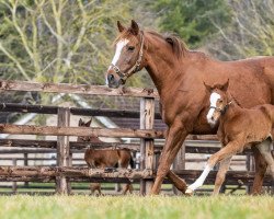 broodmare Nadia Promise xx (Thoroughbred, 2014, from Galileo xx)