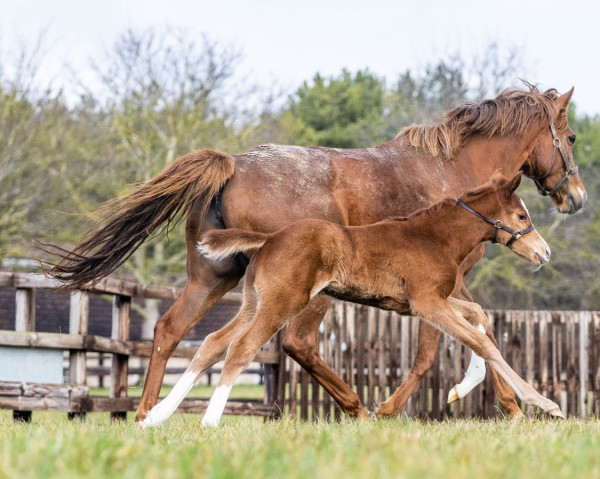 horse Stute von Siyouni xx (Thoroughbred, 2023, from Siyouni xx)