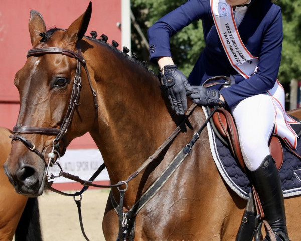 jumper Icarus Vg (Belgian Warmblood, 2008, from Thunder van de Zuuthoeve)