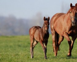 broodmare Alaiya xx (Thoroughbred, 2017, from Sea The Stars xx)