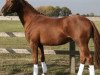 dressage horse Fürstenstern (Oldenburg, 2007, from Fuerstentraum 2)