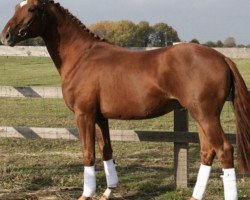 dressage horse Fürstenstern (Oldenburg, 2007, from Fuerstentraum 2)