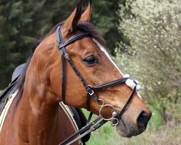 Pferd Cezar (Polnisches Warmblut, 2008, von Eger)