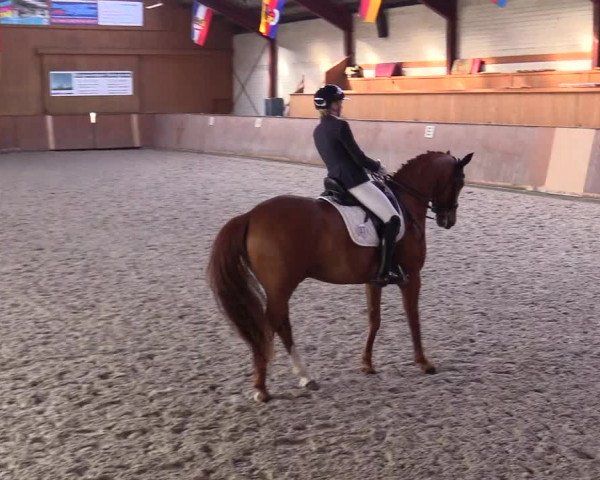 Reitturnier Risum-Lindholm 2023
