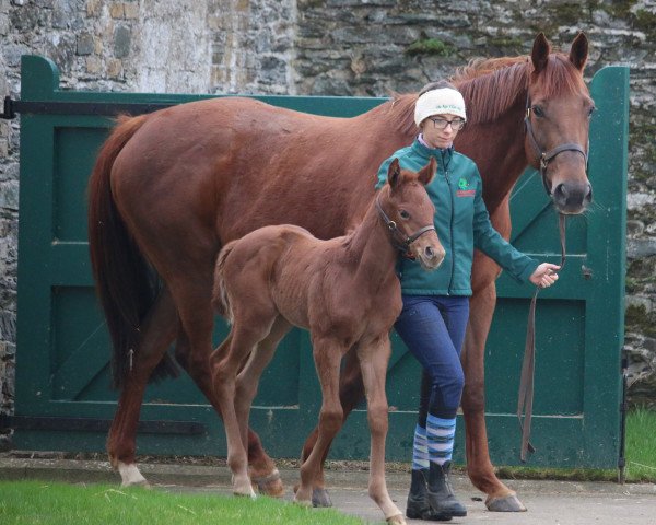 horse Hengts von Siyouni xx (Thoroughbred, 2023, from Siyouni xx)