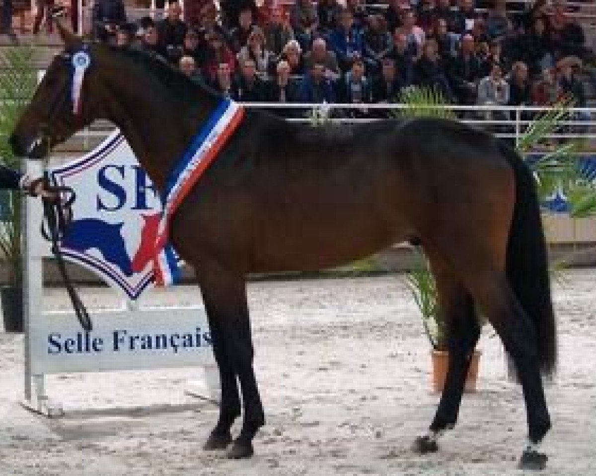 Deckhengst Balko d'Elle (Selle Français, 2011, von Diamant de Semilly)