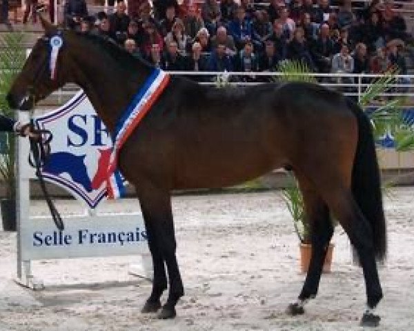 stallion Balko d'Elle (Selle Français, 2011, from Diamant de Semilly)