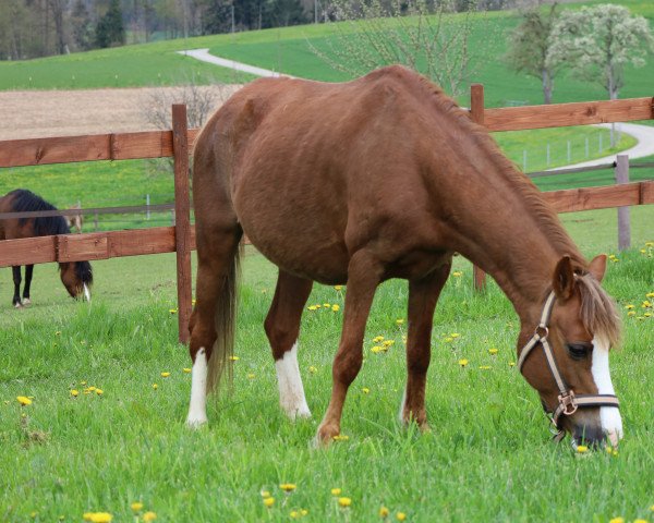 Zuchtstute Friars Valley Of Tears (Welsh Mountain Pony (Sek.A), 2013, von Friars Superman)