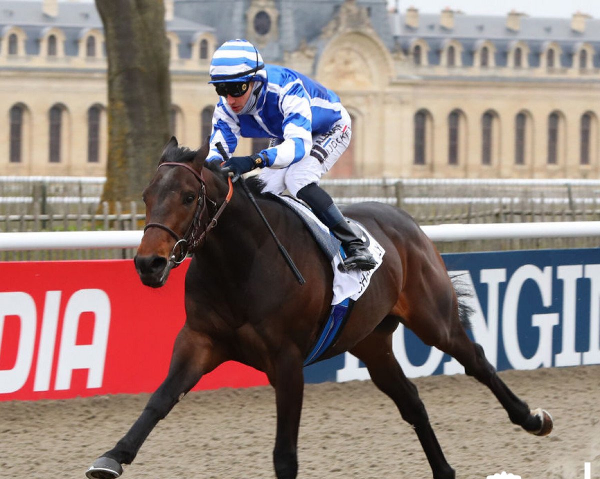 horse Big Rock xx (Thoroughbred, 2020, from Rock Of Gibraltar xx)