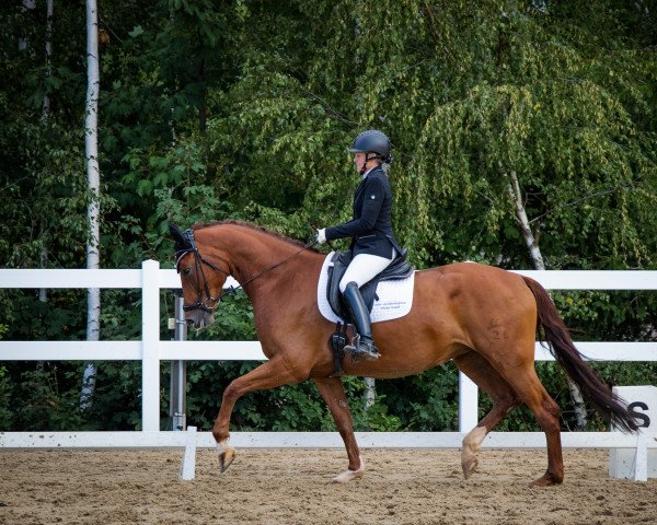 dressage horse Tosca R 3 (German Sport Horse, 2018, from Birkhof's Topas FBW)