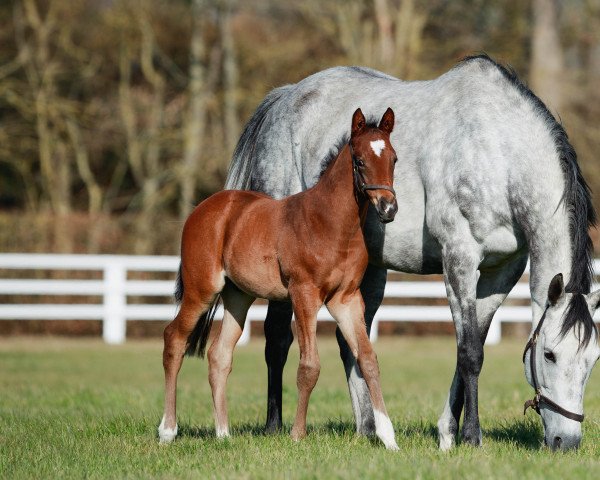 broodmare Likala xx (Thoroughbred, 2016, from Exceed And Excel xx)