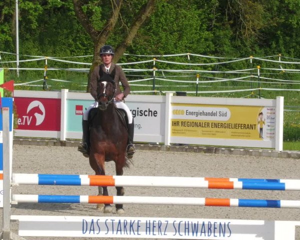 Reitturnier Babenhausen 2023