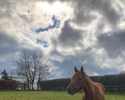 broodmare Anna Nerium xx (Thoroughbred, 2015, from Dubawi xx)