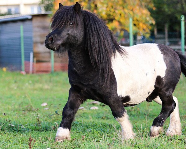 Deckhengst Charmeur van Willem's Hof (Shetland Pony, 2009, von Topper van de Kortenhof)