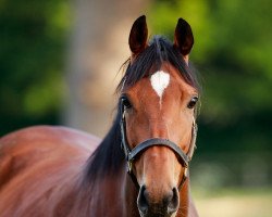 broodmare Kastasa xx (Thoroughbred, 2016, from Rock Of Gibraltar xx)