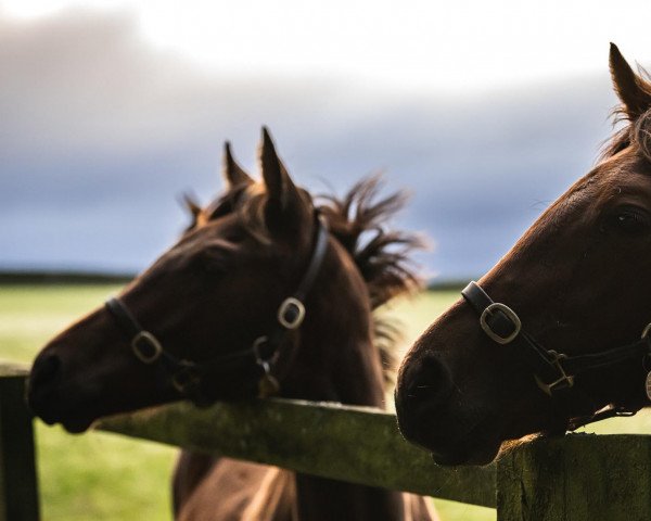 horse Hengst von Sea the Stars xx (Thoroughbred, 2022, from Sea The Stars xx)