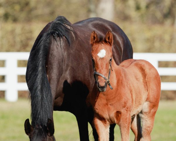 horse Stute von Lope de Vega xx (Thoroughbred, 2023, from Lope De Vega xx)