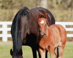 horse Stute von Lope de Vega xx (Thoroughbred, 2023, from Lope De Vega xx)