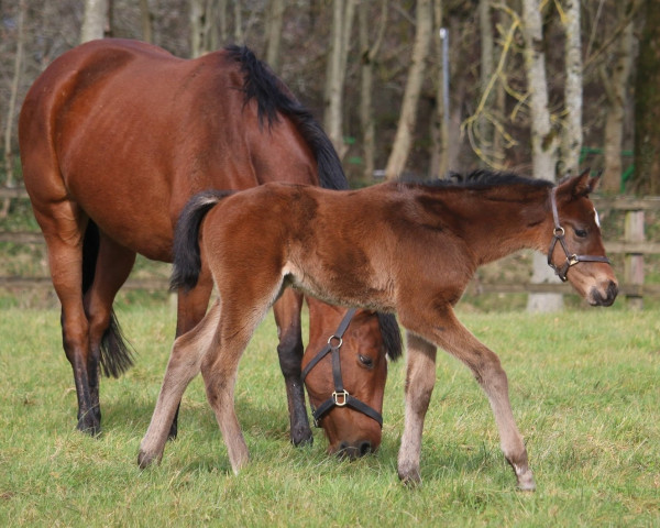 horse Hengst von Zarak xx (Thoroughbred, 2023, from Zarak xx)