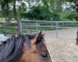 dressage horse Flicka (Welsh, 2018)