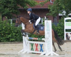 jumper Dornfelder (German Riding Pony, 2004, from Doodoo)