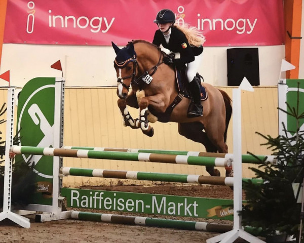 Springpferd Cruising 14 (Deutsches Reitpony, 2015, von Calido G)