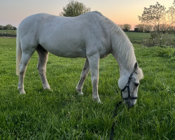 Springpferd White van de Helle (Belgisches Warmblut, 1999, von Rocadero)