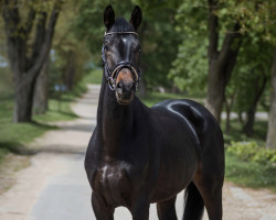 dressage horse Kvintas (Trakehner, 2016, from Ice Age)