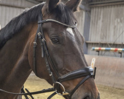 dressage horse Dressano 2 (Hanoverian, 2015, from Dressage Royal)