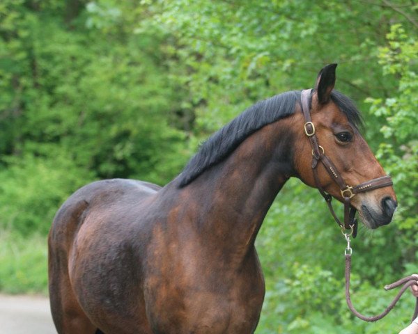 horse Weltina (Hanoverian, 2007, from Wanderkönig)