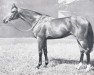 stallion Aquino xx (Thoroughbred, 1948, from Tornado xx)