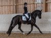 dressage horse Fürst Frido (Oldenburg, 2017, from For Romance I)