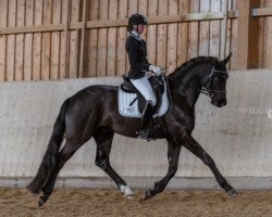 dressage horse Fürst Frido (Oldenburg, 2017, from For Romance I)