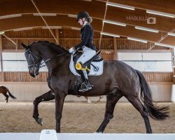 dressage horse Son of Secret (Oldenburg, 2018, from Secret)