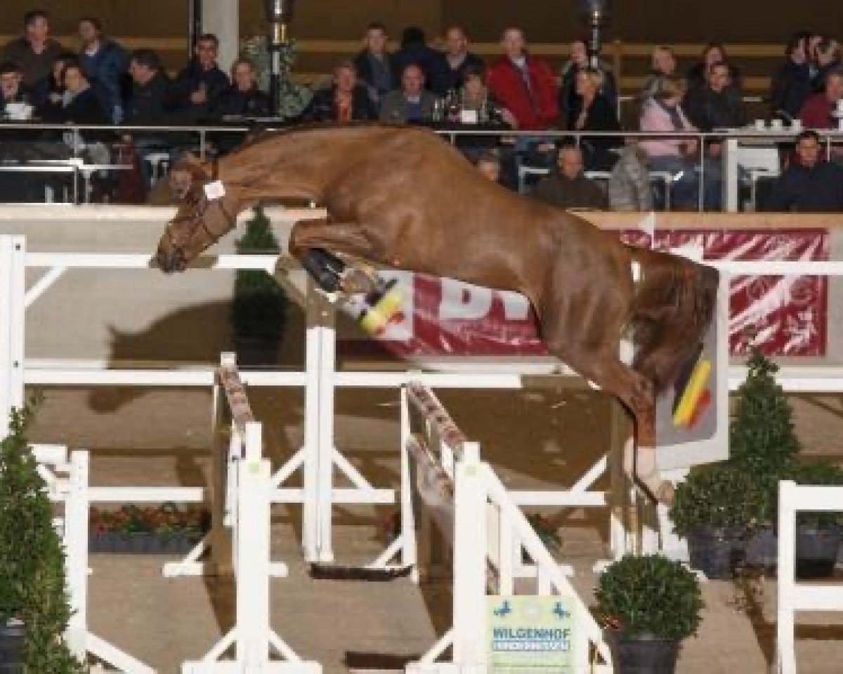 Deckhengst Eras Ste Hermelle (Belgium Sporthorse, 2010, von Vargas de Ste Hermelle)