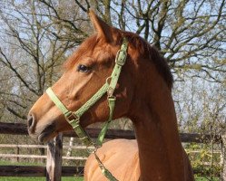 dressage horse Feline 123 (Westfale, 2012, from First Selection)