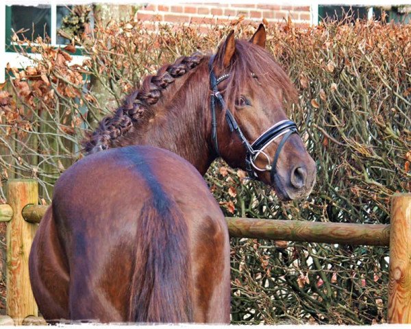 dressage horse Lebrero Pm (Pura Raza Espanola (PRE), 2016, from Pinturero P III)