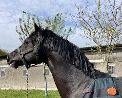 stallion Phw's Grandios (German Riding Pony, 2015, from Graciano 90)