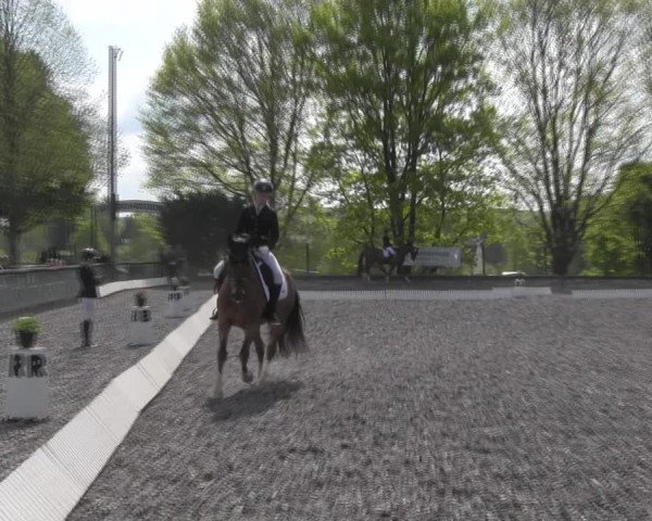 Reitturnier Röhrsdorf/ Chemnitz 2023