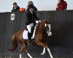 dressage horse Phw's Dirk (German Riding Pony, 2017, from Dax)