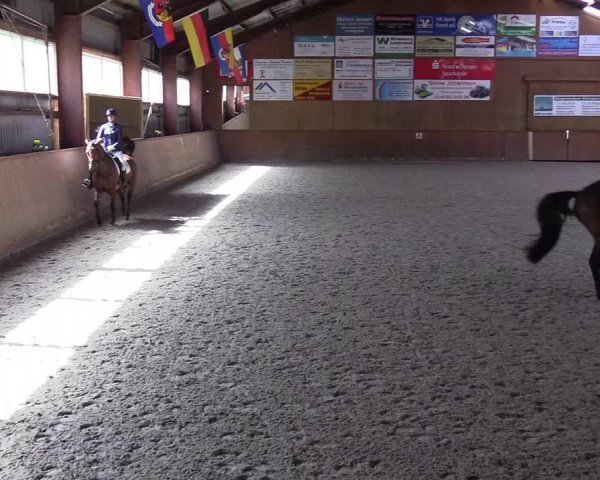 Reitturnier Risum-Lindholm 2023