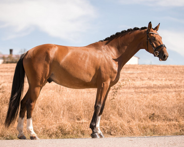 jumper Macan T (Holsteiner, 2018, from Million Dollar)