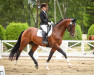 stallion Pin Rock's Bonaparte 182 FIN (Finnish Warmblood, 2010, from Pin Rock's Black Velvet 147 FIN)