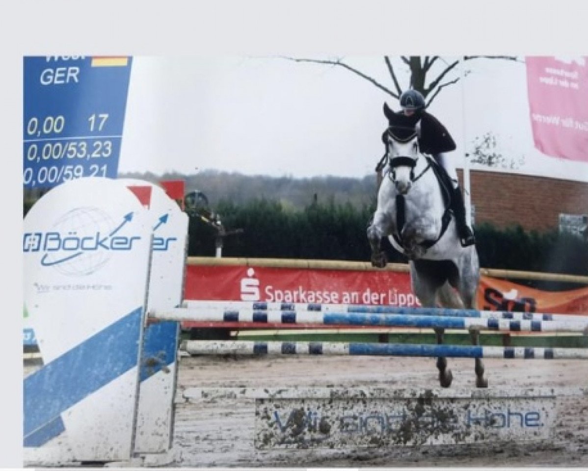 Springpferd Chiara 375 (Westfale, 2016, von Congress)