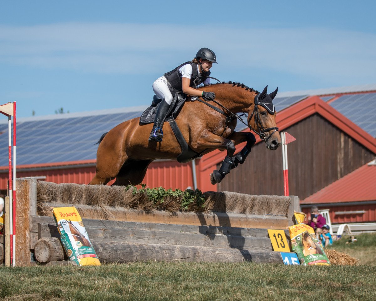 jumper Cleo J (Westphalian, 2009, from Conteur)