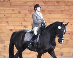 dressage horse Schumanski (German Sport Horse, 2015, from Shomari S)