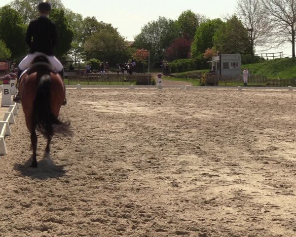 Reitturnier Schülp / Rendsburg 2023